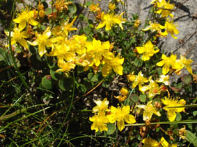 Hypericum nummularium